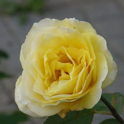 -23°C - Rózsa - Dune® - Online rózsa rendelés